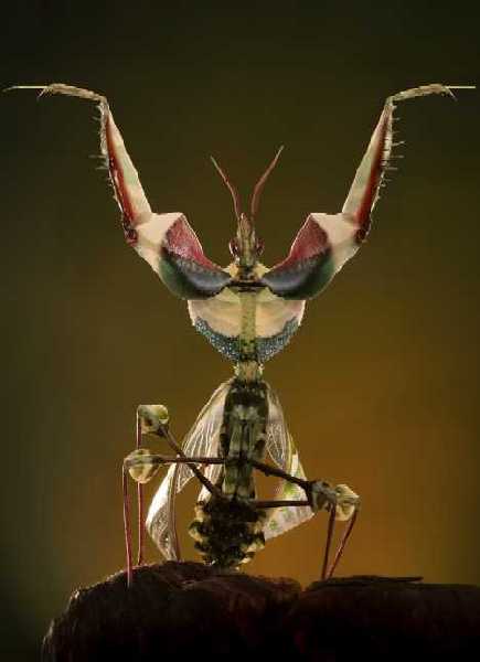 Idolomantis Diabolica