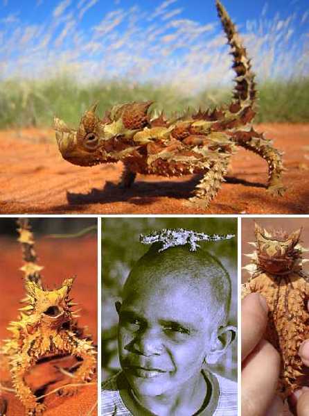 Thorny Devil