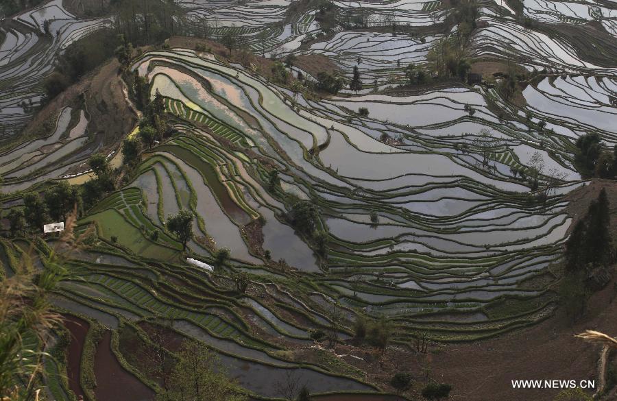 Photo take on March 4, 2011 shows the rice terraces in Yuanyang County of Honghe Prefecture, southwest China's Yunnan Province. The UNESCO's World Heritage Committee inscribed China's cultural landscape of Honghe Hani Rice Terraces onto the prestigious World Heritage List on Saturday, bringing the total number of World Heritage Sites in China to 45. (Xinhua/Liang Zhiqiang) 