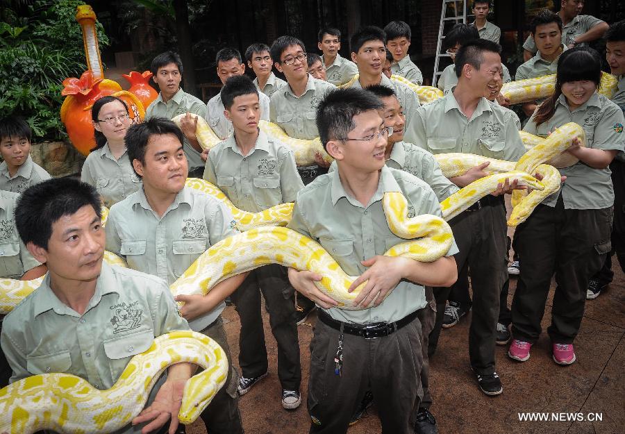 Keepers display six albino Burmese pythons at Chimelong Safari Park in Guangzhou, capital of south China's Guangdong Province, June 23, 2013. The six golden pythons arrived at their new home at the park Sunday. (Xinhua/Liu Dawei) 