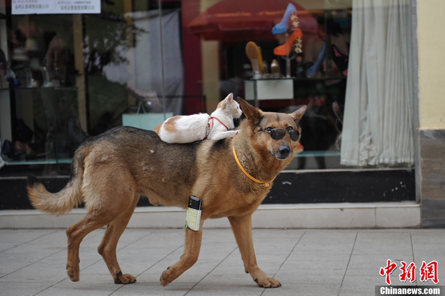 A dog gives a cat a piggyback ride on a street in Kunming, capital of Yunnan Province, June 23, 2013. (CNS/Liu Ranyang)