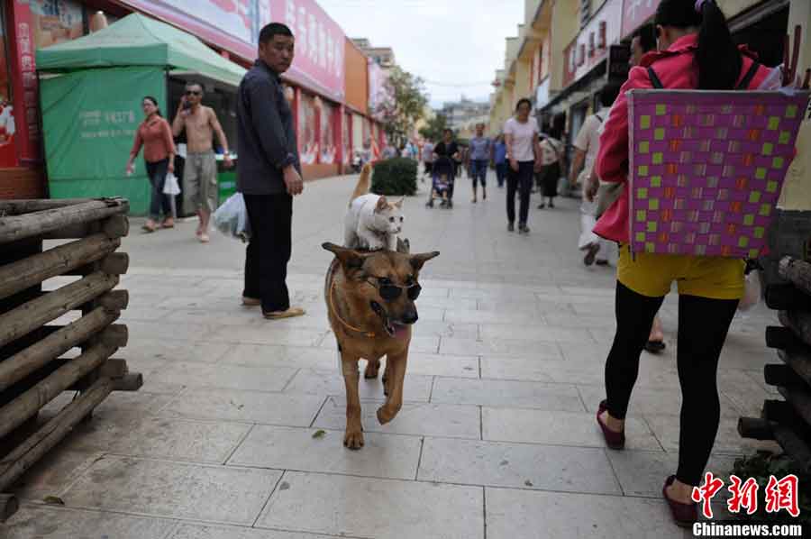 A dog gives a cat a piggyback ride on a street in Kunming, capital of Yunnan Province, June 23, 2013. (CNS/Liu Ranyang)