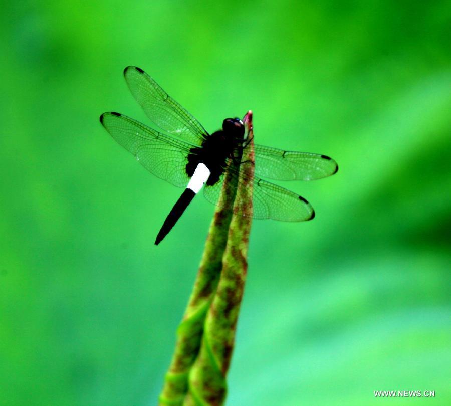 A dragonfly lands on a closed lotus flower in Huangshan City, east China's Anhui Province, June 22, 2013. (Xinhua/Shi Guangde) 