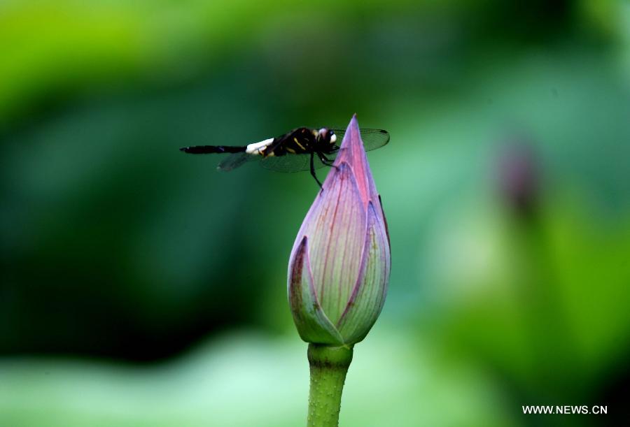 A dragonfly lands on a closed lotus flower in Huangshan City, east China's Anhui Province, June 22, 2013. (Xinhua/Shi Guangde) 