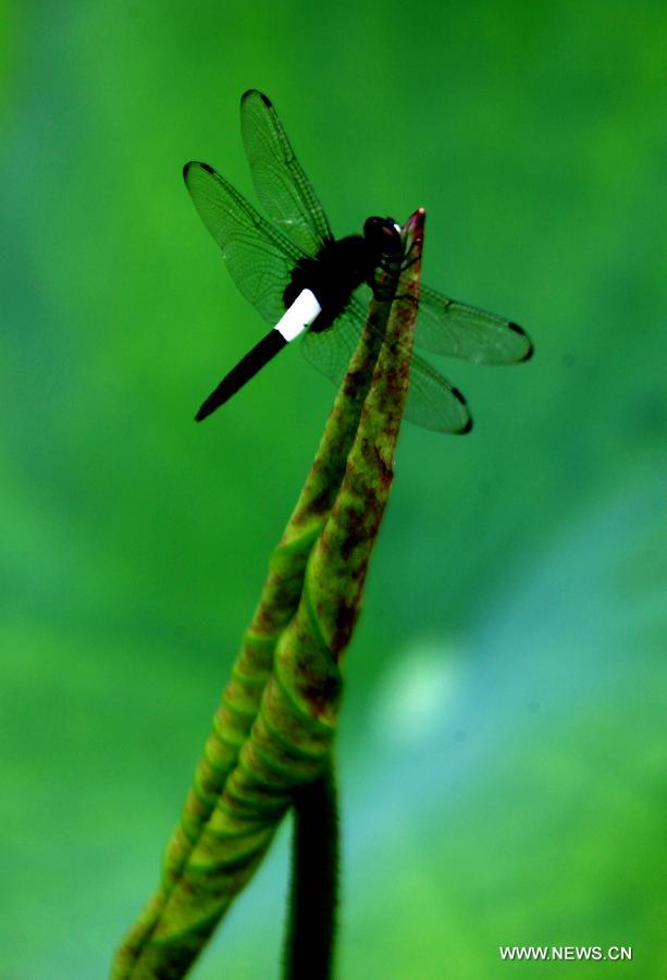 A dragonfly lands on a closed lotus flower in Huangshan City, east China's Anhui Province, June 22, 2013. (Xinhua/Shi Guangde) 