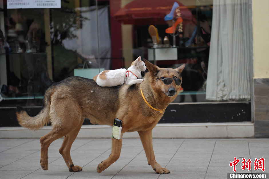 The dog Wangcai carries the cat Mimi on its back when walking on a street in Kunming, Yunnan province June 23, 2013. (Photo by Liu Ranyang/ Chinanews.com)