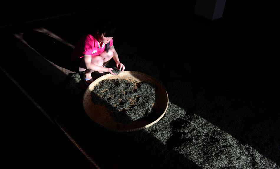 A woman of Dong ethnic group picks tea leaves in Enshi, central China’s Hubei province on June 18, 2013. Over the past decade, the village turns to tea plantations considering the local soil and climatic conditions. Tea and tea-related products have brought the village an annual income of more than 40 million yuan. (Photo by Yang Shun Pi/ Xinhua)