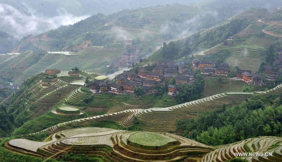 Photo taken on June 25, 2013 shows the terraced fields in Longsheng County of southwest China's Guangxi Zhuang Autonomous Region. The terraced fields in Longsheng County enjoyed a history of more than 650 years. (Xinhua/Lu Boan)  