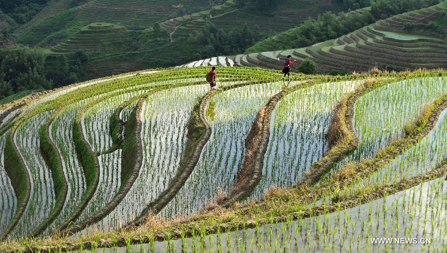 Photo taken on June 25, 2013 shows the terraced fields in Longsheng County of southwest China's Guangxi Zhuang Autonomous Region. The terraced fields in Longsheng County enjoyed a history of more than 650 years. (Xinhua/Lu Boan)  