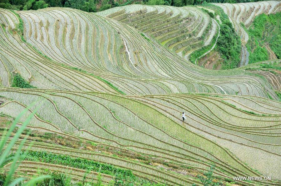 Photo taken on June 25, 2013 shows the terraced fields in Longsheng County of southwest China's Guangxi Zhuang Autonomous Region. The terraced fields in Longsheng County enjoyed a history of more than 650 years. (Xinhua/Lu Boan)  