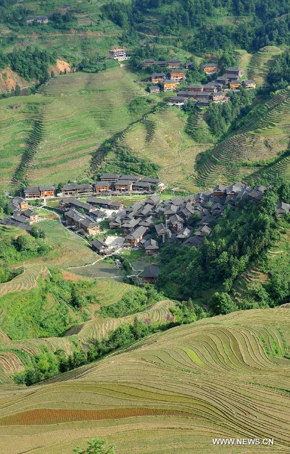 Photo taken on June 25, 2013 shows the terraced fields in Longsheng County of southwest China's Guangxi Zhuang Autonomous Region. The terraced fields in Longsheng County enjoyed a history of more than 650 years. (Xinhua/Lu Boan)  