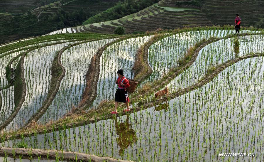 Photo taken on June 25, 2013 shows the terraced fields in Longsheng County of southwest China's Guangxi Zhuang Autonomous Region. The terraced fields in Longsheng County enjoyed a history of more than 650 years. (Xinhua/Lu Boan)  