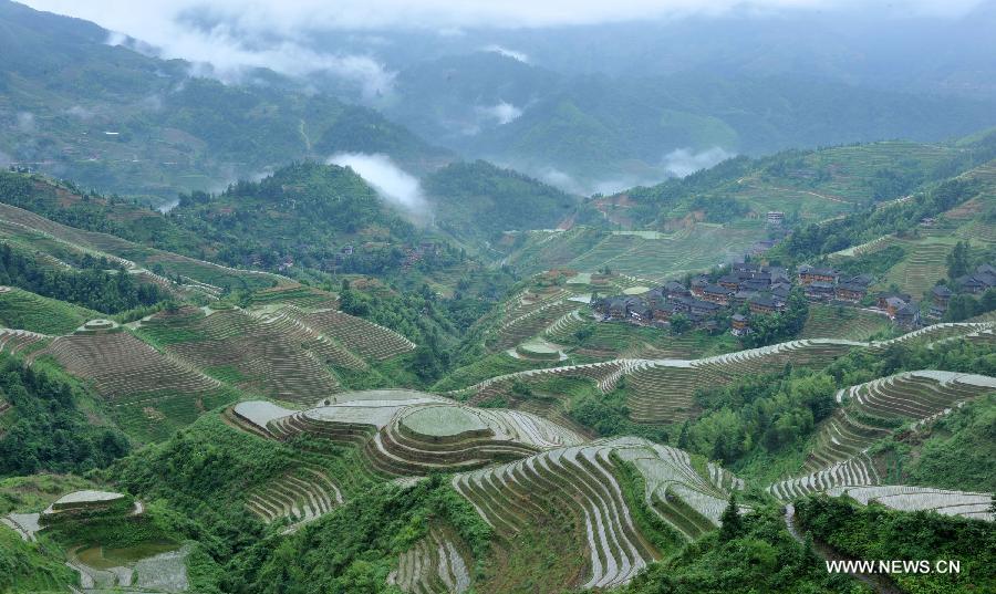 Photo taken on June 25, 2013 shows the terraced fields in Longsheng County of southwest China's Guangxi Zhuang Autonomous Region. The terraced fields in Longsheng County enjoyed a history of more than 650 years. (Xinhua/Lu Boan)  