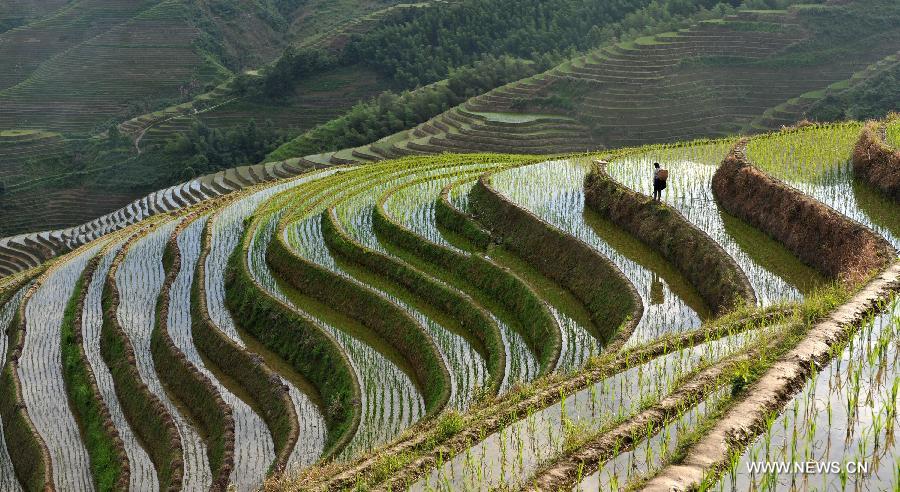 Photo taken on June 25, 2013 shows the terraced fields in Longsheng County of southwest China's Guangxi Zhuang Autonomous Region. The terraced fields in Longsheng County enjoyed a history of more than 650 years. (Xinhua/Lu Boan)  