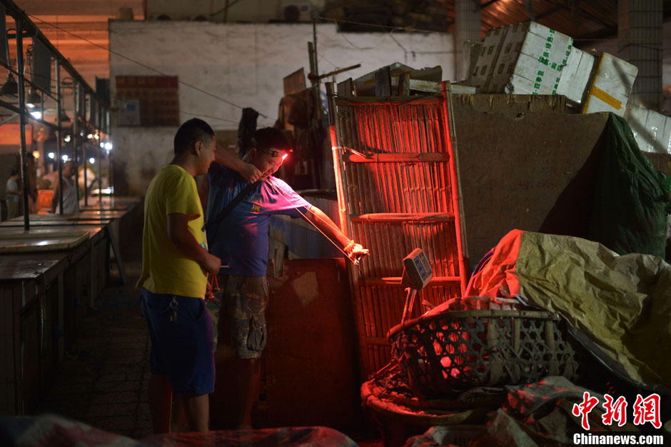 One hunter targets a rat which is seeking food at the corner of a farmer's market. (Photo/ CNS) 