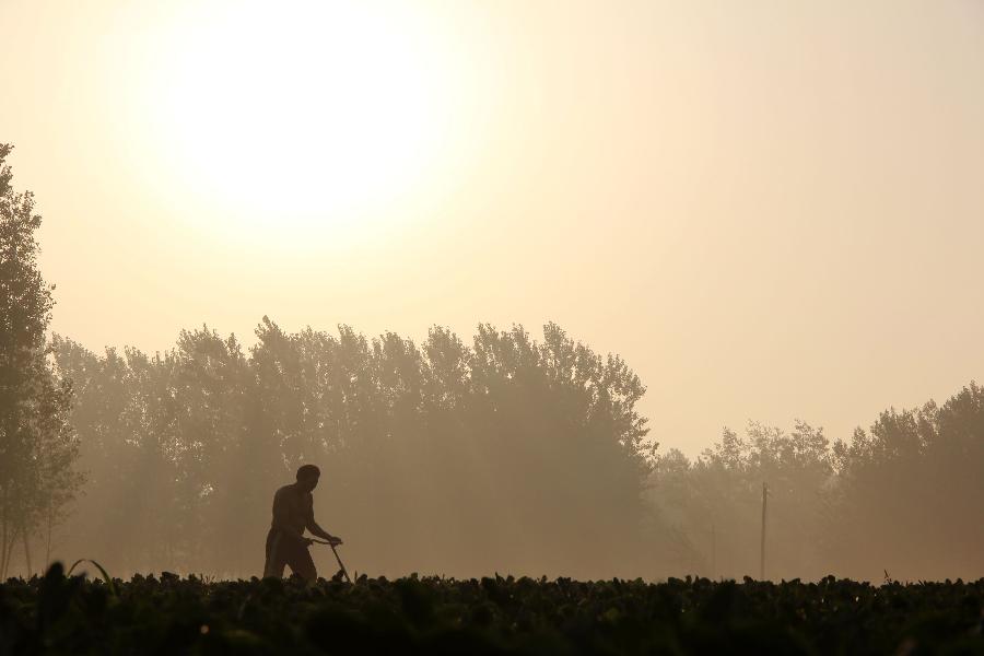 A farmer works at the fields in Neihuang County of Anyang City, central China's Henan Province, in the early morning on June 27, 2013. (Xinhua/Liu Xiaokun) 