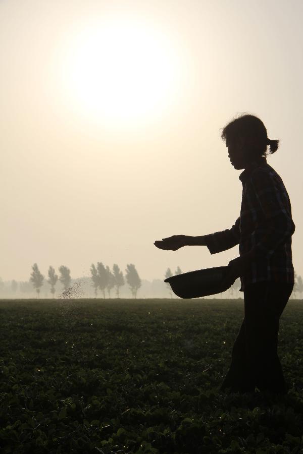 A farmer works at the fields in Neihuang County of Anyang City, central China's Henan Province, in the early morning on June 27, 2013. (Xinhua/Liu Xiaokun) 