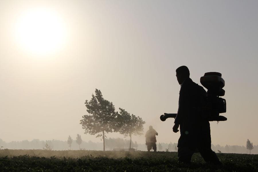 A farmer works at the fields in Neihuang County of Anyang City, central China's Henan Province, in the early morning on June 27, 2013. (Xinhua/Liu Xiaokun) 