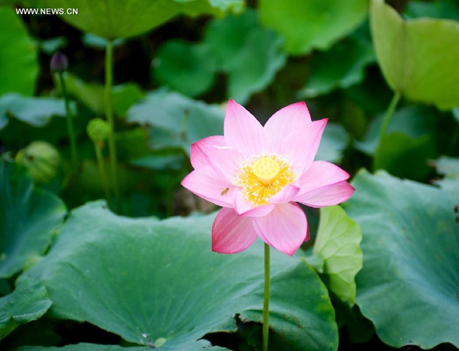A lotus flower blossoms in Lianhua County of east China's Jiangxi Province, June 30, 2013. (Xinhua/Hu Chenhuan) 