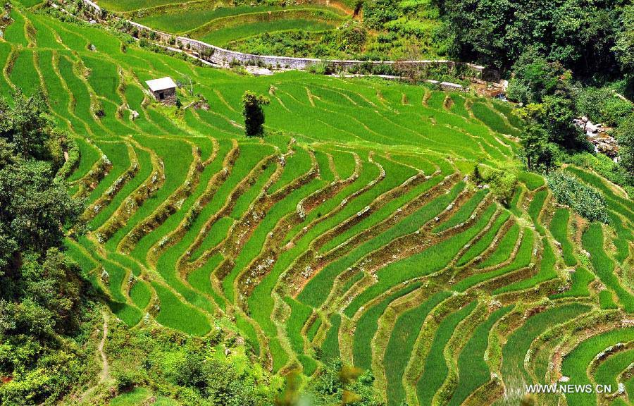 Photo taken on June 29, 2013 shows the terraced fields in Yuanyang County of Honghe Prefecture in southwest China's Yunnan Province. The UNESCO's World Heritage Committee inscribed China's cultural landscape of Honghe Hani Rice Terraces onto the prestigious World Heritage List on June 22, bringing the total number of World Heritage Sites in China to 45. (Xinhua/Chen Haining) 