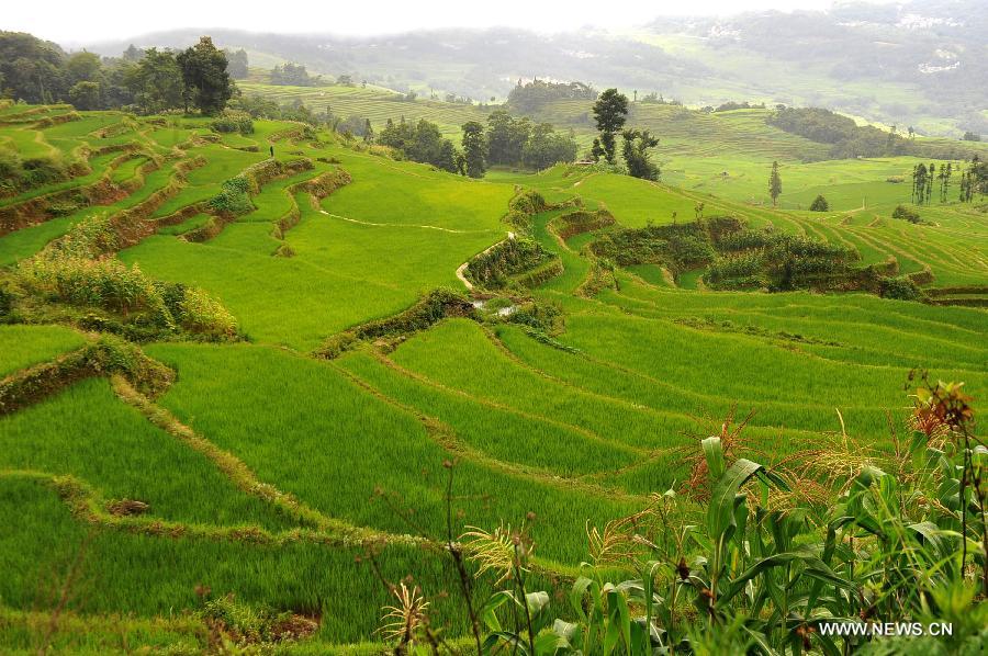 Photo taken on June 29, 2013 shows the village buildings and terraced fields in Yuanyang County of Honghe Prefecture in southwest China's Yunnan Province. The UNESCO's World Heritage Committee inscribed China's cultural landscape of Honghe Hani Rice Terraces onto the prestigious World Heritage List on June 22, bringing the total number of World Heritage Sites in China to 45. (Xinhua/Chen Haining)