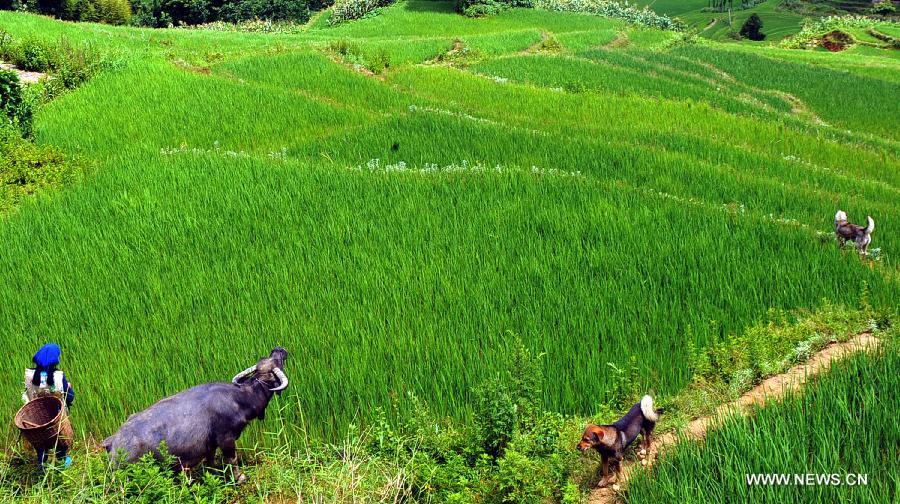 A villager walks in the terraced fields in Yuanyang County of Honghe Prefecture in southwest China's Yunnan Province, June 29, 2013. The UNESCO's World Heritage Committee inscribed China's cultural landscape of Honghe Hani Rice Terraces onto the prestigious World Heritage List on June 22, bringing the total number of World Heritage Sites in China to 45. (Xinhua/Chen Haining)