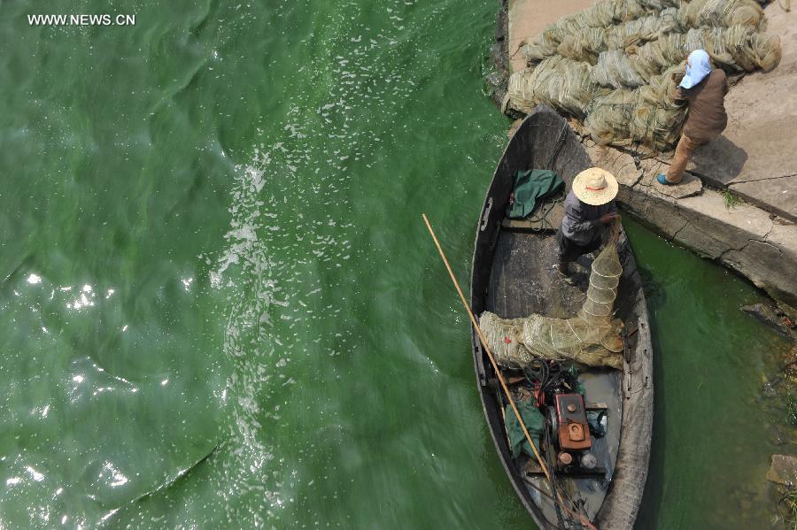 Fishermen work at the Chaohu lake in east China's Anhui Province, June 30, 2013. Due to heat and sunshine, a large bloom of blue-green algae expanded at the Chaohu Lake, turning part of the lake color into green. (Xinhua/Yang Xiaoyuan)