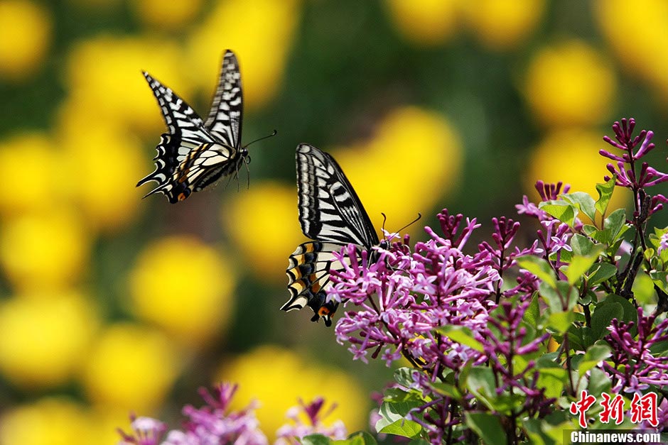 (Source: Chinanews.com/Photographer: Yang Zhitao)