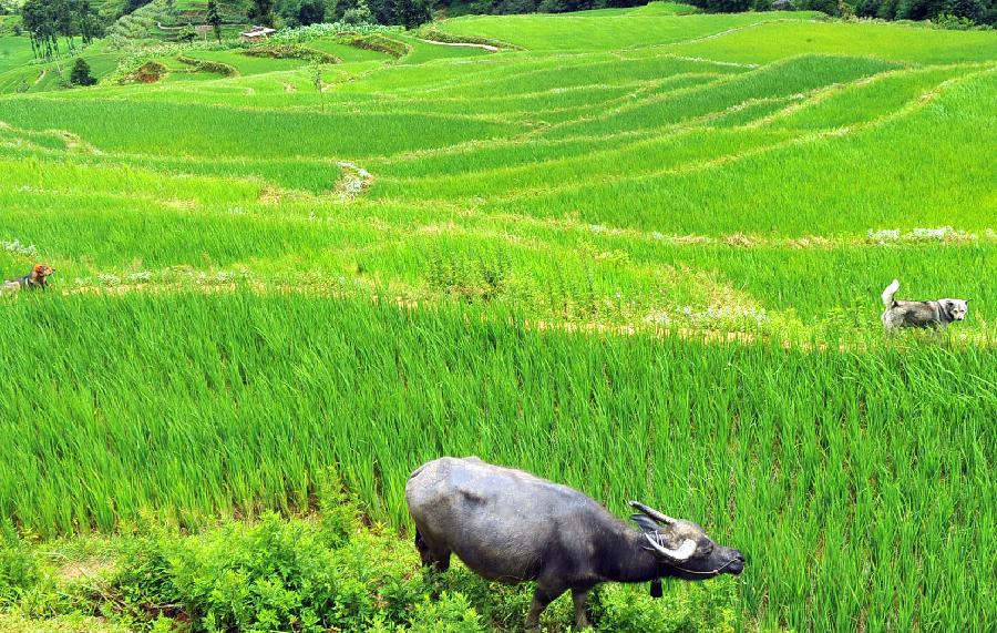 Photo taken on June 29, 2013 shows paddy fields in Quanfuzhuang of Xinjie Town in Yuanyang, southwest China's Yunnan Province. With abundant rainfall, rice grows well this summer in the terraced fields here. (Xinhua/Chen Haining)