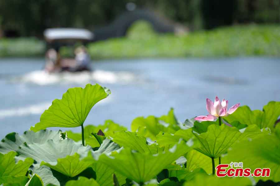 Photo taken on July 2, 2013 shows the lotus flowers in the Old Summer Palace in Beijing. The 18th Lotus Festival kicked off in the park on Tuesday. (CNS/Cun Nan)