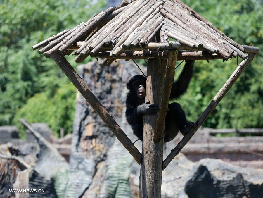 A chimpanzee hides under an eave to avoid summer heat in Nanchang Zoo in Nanchang, east China's Jiangxi Province, July 3, 2013. The highest temperature in Nanchang has broken 35 degrees Celsius since the beginning of July. (Xinhua/Hu Chenhuan)