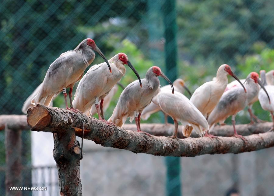 Crested ibis rest in a cage during a release activity in Tongchuan, northwest China's Shaanxi Province, July 3, 2013. A total of 32 artificially-bred crested ibis were released to the wild here on Wednesday. The crested ibis, also known as the Japanese crested ibis, is large with white plumage, and before the 1930s had thrived in Japan, China, Russia and the Korean peninsula. But its population was sharply reduced due to wars, natural disasters, hunting and other human activities. In 1990, the artificial breeding project was launched in China, and it has gone on to successfully breed several generations of crested ibis. By far, wild crested ibis' numbers have reached nearly 1,000, and the artificially-bred population has hit 700. (Xinhua/Ding Haitao) 