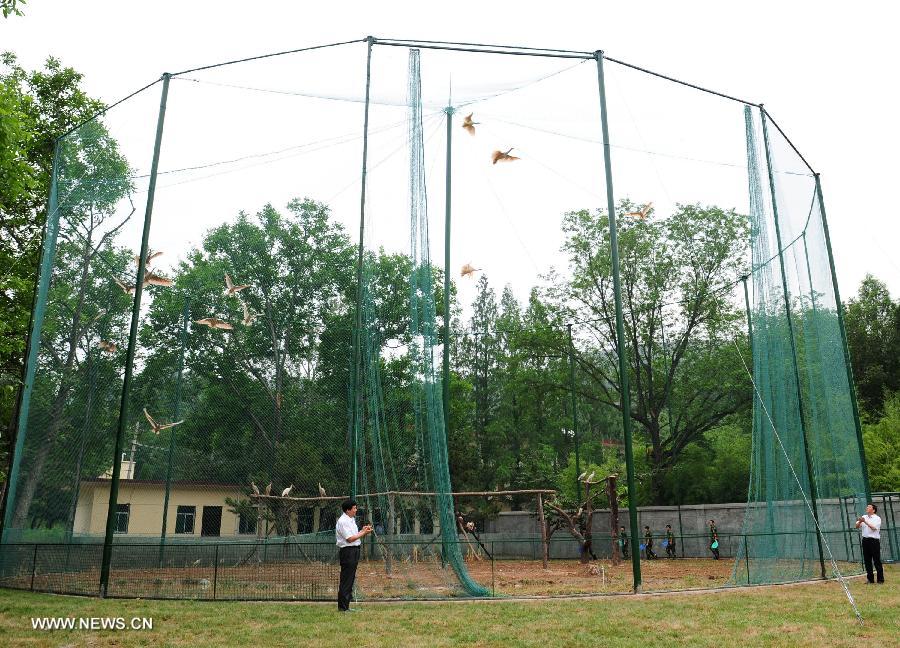 Crested ibis fly out of a cage during a release activity in Tongchuan, northwest China's Shaanxi Province, July 3, 2013. A total of 32 artificially-bred crested ibis were released to the wild here on Wednesday. The crested ibis, also known as the Japanese crested ibis, is large with white plumage, and before the 1930s had thrived in Japan, China, Russia and the Korean peninsula. But its population was sharply reduced due to wars, natural disasters, hunting and other human activities. In 1990, the artificial breeding project was launched in China, and it has gone on to successfully breed several generations of crested ibis. By far, wild crested ibis' numbers have reached nearly 1,000, and the artificially-bred population has hit 700. (Xinhua/Ding Haitao) 