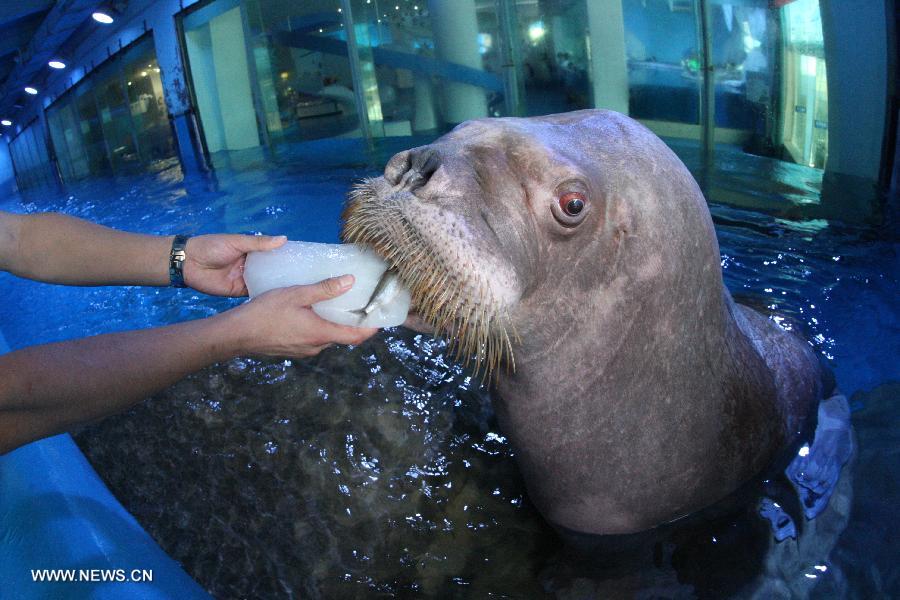 A walrus is fed with frozen fish in the Ocean Aquarium of Penglai in Penglai, east China's Shandong Province, July 3, 2013. (Xinhua/Shen Jizhong)