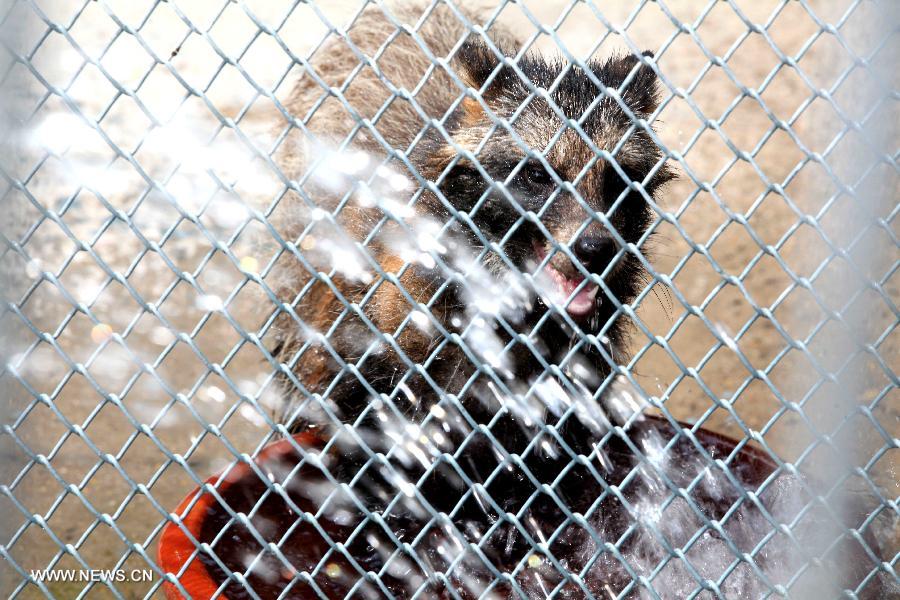 A raccoon is given a water shower in the Caocao Park in Bozhou, east China's Anhui Province, July 3, 2013. (Xinhua/Liu Qinli)