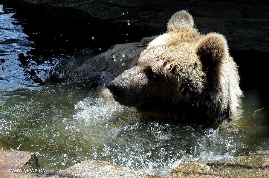 A bear enjoys itself in the cool water in the Suzhou Zoo in Suzhou, east China's Jiangsu Province, July 3, 2013. (Xinhua/Hang Xingwei)