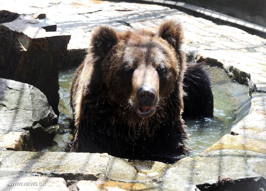 A bear enjoys itself in the cool water in the Suzhou Zoo in Suzhou, east China's Jiangsu Province, July 3, 2013. (Xinhua/Hang Xingwei)