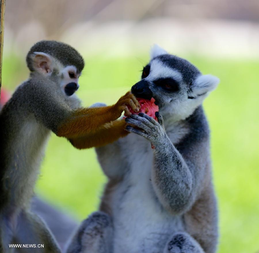 Monkeys scramble for a piece of watermelon in Nanchang Zoo in Nanchang, east China's Jiangxi Province, July 3, 2013. The highest temperature in Nanchang has broken 35 degrees Celsius since the beginning of July. (Xinhua/Hu Chenhuan)