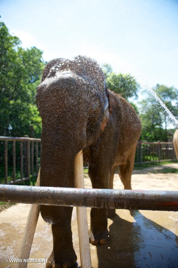 An elephant takes shower to cool itself off in Nanchang Zoo in Nanchang, east China's Jiangxi Province, July 3, 2013. The highest temperature in Nanchang has broken 35 degrees Celsius since the beginning of July. (Xinhua/Hu Chenhuan) 