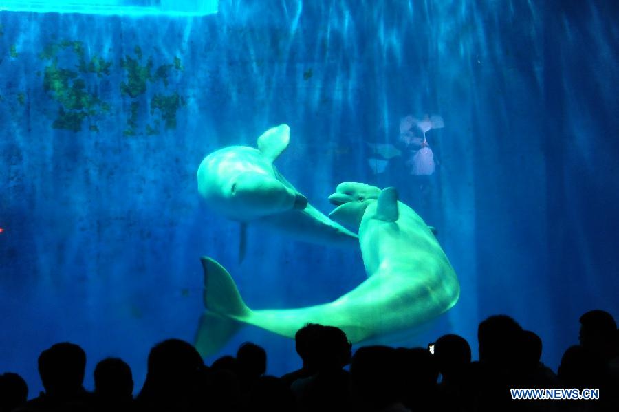 Two belugas kiss with each other in the water in the Harbin Polarland in Harbin, capital of northeast China's Heilongjiang Province, July 5, 2013. The male and female belugas have been living in the Harbin Polarland since November of 2005. According to the working staff in the park, this is the first time for the two belugas to kiss frequently in the eight years, which means they may fall in love. (Xinhua/Zhang Qingyun)