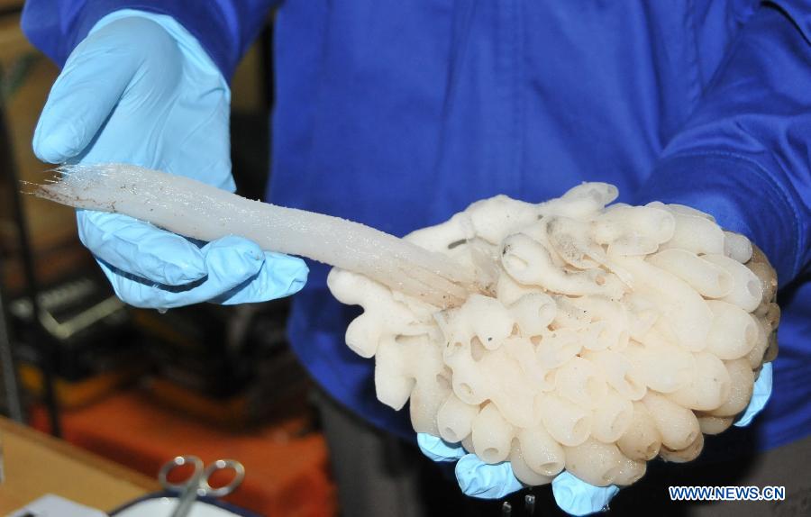 Photo taken on July 5, 2013 shows the sponge collected by China's manned submersible Jiaolong in South China Sea. Jiaolong collected rock samples and seabed animals including sea cucumbers and sponges from the Jiaolong Seamount in the South China Sea on Friday. This is Jiaolong's seventh dive during its first voyage of experimental application, and its third dive at the Jiaolong Seamount.(Xinhua/Zhang Xudong) 