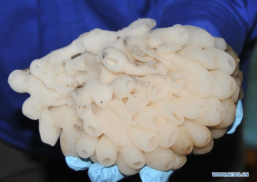 Photo taken on July 5, 2013 shows the sponge collected by China's manned submersible Jiaolong in South China Sea. Jiaolong collected rock samples and seabed animals including sea cucumbers and sponges from the Jiaolong Seamount in the South China Sea on Friday. This is Jiaolong's seventh dive during its first voyage of experimental application, and its third dive at the Jiaolong Seamount.(Xinhua/Zhang Xudong)