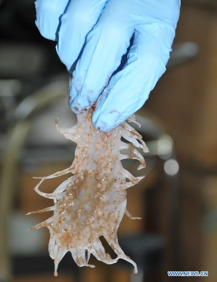 Photo taken on July 5, 2013 shows the white sea cucumber collected by China's manned submersible Jiaolong in South China Sea. Jiaolong collected rock samples and seabed animals including three colourful sea cucumbers from the Jiaolong Seamount in the South China Sea on Friday. This is Jiaolong's seventh dive during its first voyage of experimental application, and its third dive at the Jiaolong Seamount.(Xinhua/Zhang Xudong)