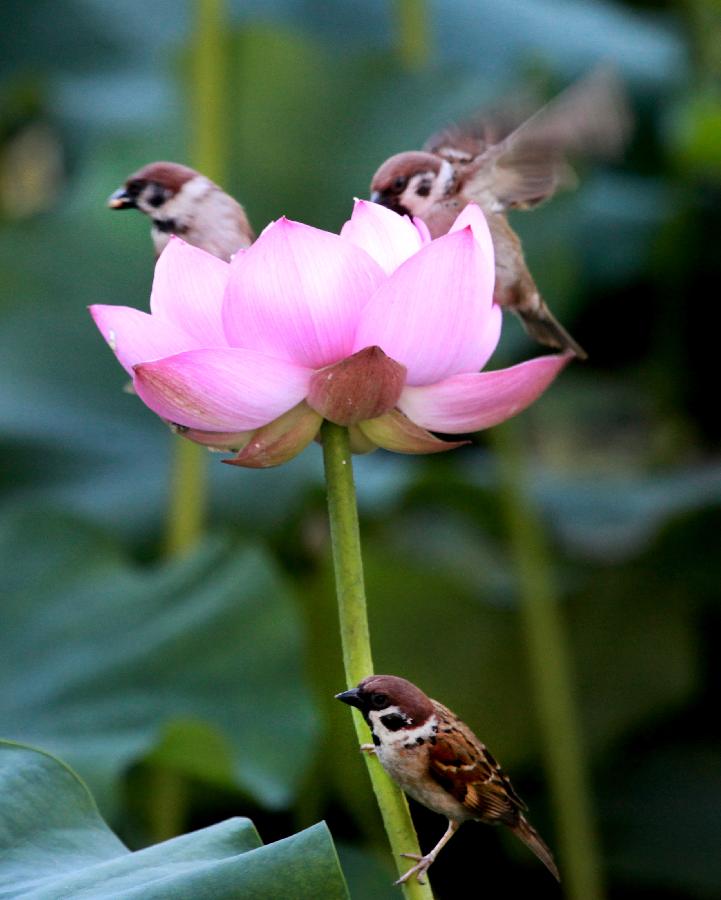 Sparrows fly around a lotus flower at Zizhuyuan Park in Beijing, capital of China, July 5, 2013. (Xinhua/Wang Xibao)