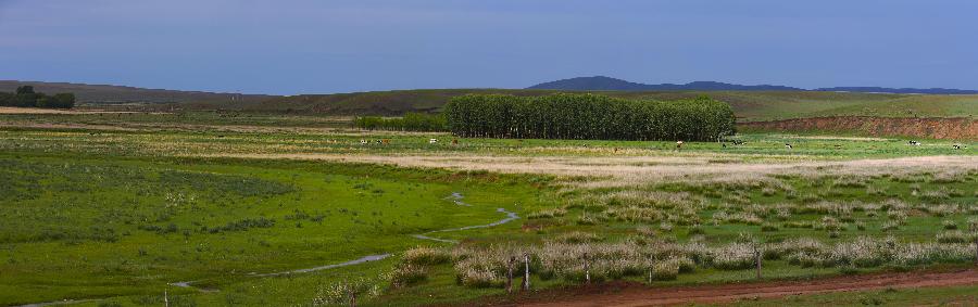 Photo taken on July 1, 2013 shows the scenery of a grassland near Hohhot, capital of north China's Inner Mongolia Autonomous Region. Inner Mongolia has entered its tourism peak season recently. (Xinhua/Shang Jun)