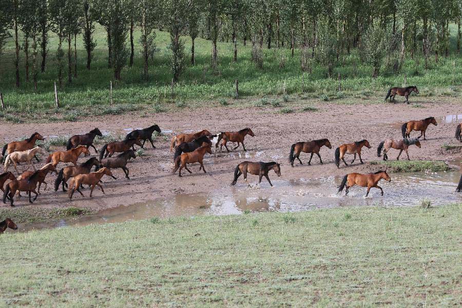 Horses run on a grassland near Hohhot, capital of north China's Inner Mongolia Autonomous Region, July 1, 2013. Inner Mongolia has entered its tourism peak season recently. (Xinhua/Shang Jun)