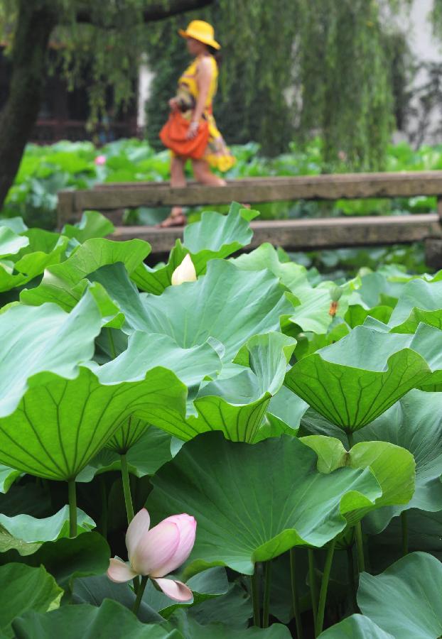 Lotus flowers blossom at the Humble Administrator's Garden in Suzhou City, east China's Jiangsu Province, July 7, 2013. (Xinhua/Hang Xingwei)