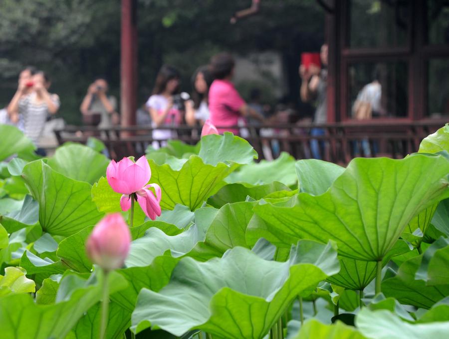 Lotus flowers blossom at the Humble Administrator's Garden in Suzhou City, east China's Jiangsu Province, July 7, 2013. (Xinhua/Hang Xingwei)