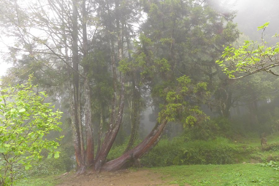 Located in the northeast of Jiayi in Taiwan, Ali Mountain is the general name of the 18 hills including Zhu Hill and Tower Hill. The highest peak is Tower Hill with a height of 2,663 meters. Ali Mountain is renowned for its five rare sights including the sunrise, the Ali Mountain forest railway, the famous Alishan sacred tree, the grand sea of clouds, and fragrant cherry blossom. (China.org.cn)