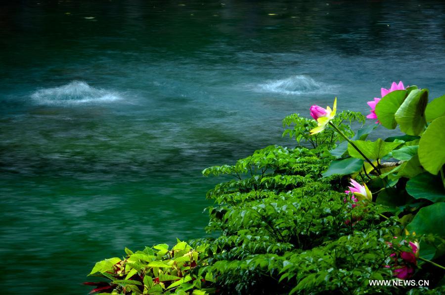 Photo taken on July 9, 2013 shows the scenery of the Baotu Spring in Jinan, capital of east China's Shandong Province. The undergroud water level of the Baotu Spring, a famous scenic spot in Jinan, has dropped to 28.11 meters, lower than the yellow warning line of 28.15 meters. (Xinhua/Guo Xulei) 